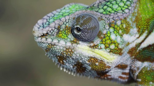 Close-up portrait of curious Panther chameleon