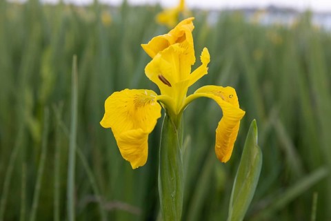 Yellow flag