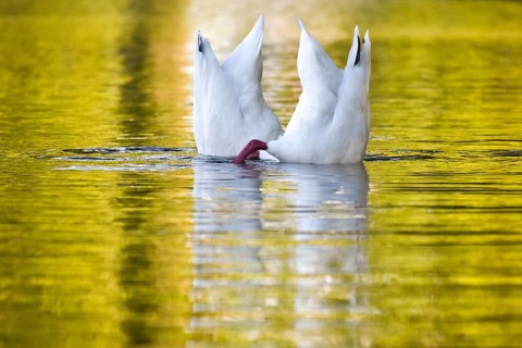 A pair of Coscoroba