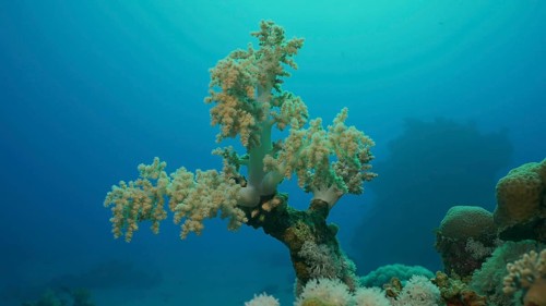 Soft coral