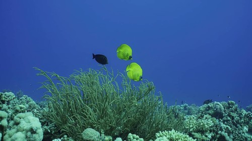 Pair bright yellow Butterfly fish floats near soft corals. Couple of Golden Butterflyfish