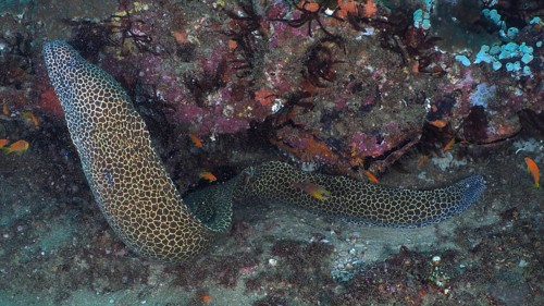 Laced moray