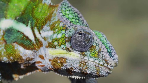 Close-up portrait of curious chameleon looks at up on sunny day. Panther chameleon
