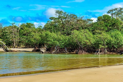 Beach and the mangrove swamp with its trees and roots sprouting from the waters where the river meets the sea in Serra Grande