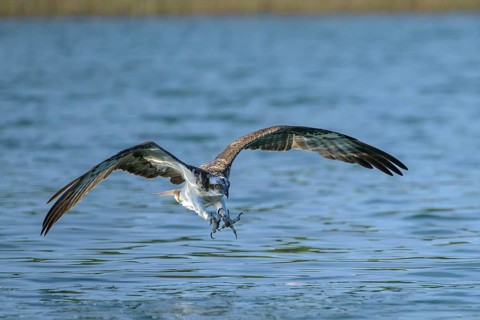 Western osprey