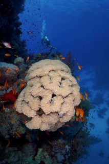 Bubble coral