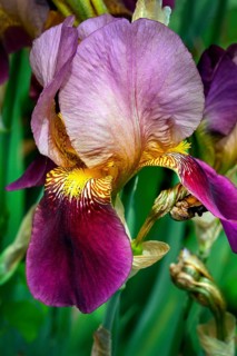 German iris