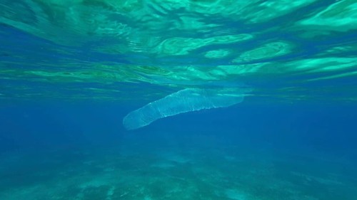 Colonial Pyrosoma Tunicates drifts under surface of blue water in sunlights. Pyrosomes