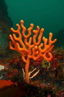 Orange sine sea fan