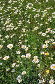 Meagre meadow