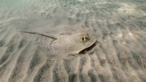 Stingray searches for food at the bottom on sunny day. Blue spotted Stingray or Bluespotted Ribbontail Ray