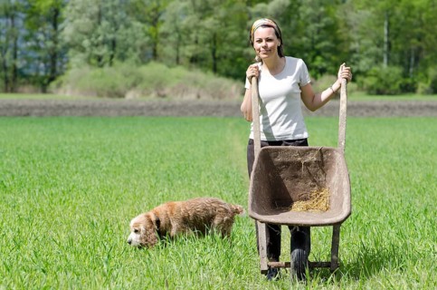 Woman with a Wheelbarrow on the Green Field with Grass and a Dog
