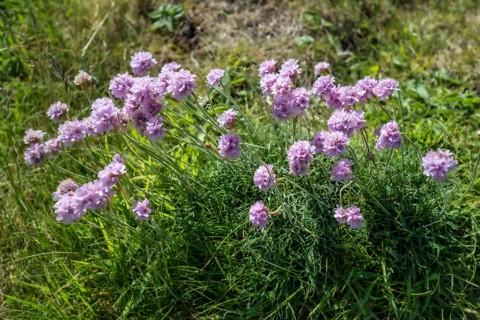 Sea thrift