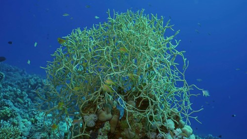 Soft coral colony