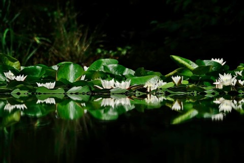 Picturesque white water lilies