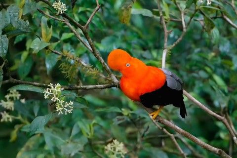 Male Andean cock-of-the-rock