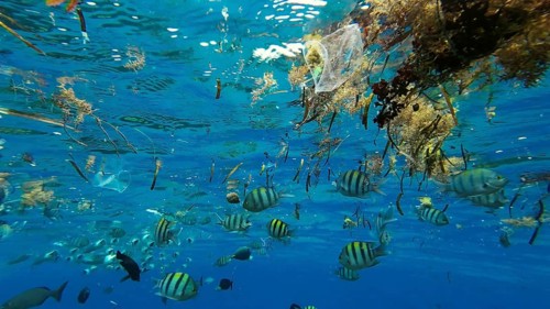 Plastic debris drifts along with scraps of algae on surface of water above the coral reef