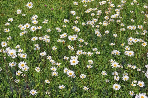 Meagre meadow