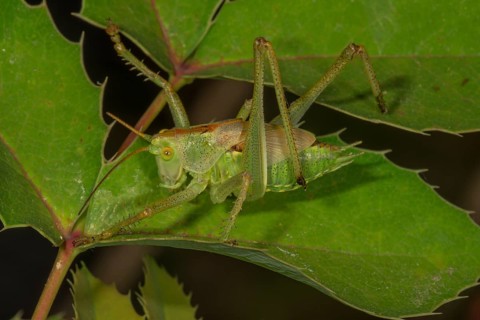 Great green bush cricket
