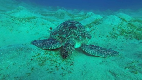 Sea turtle grazing on the seaseabed