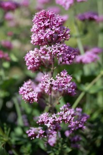 Red valerian
