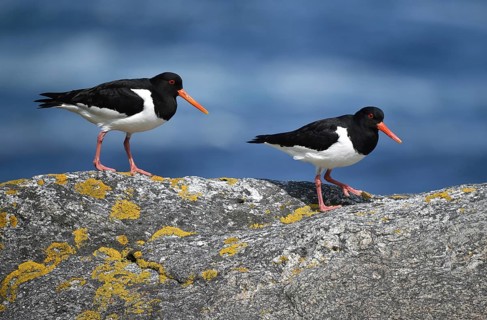Eurasian oystercatcher