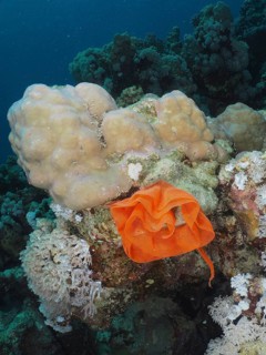 Spawn of Spanish Dancer