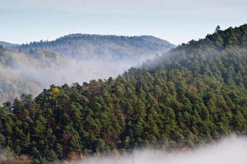 Fog on the slopes of the Palatinate Forest