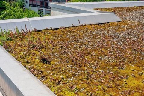 Flat roof with reflexed stonecrop