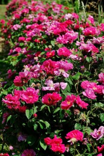 Garden in summer