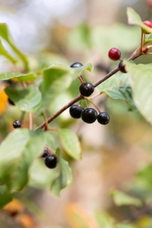 Alder buckthorn