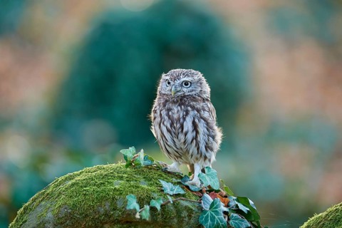 Little Owl