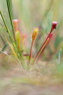 English sundew