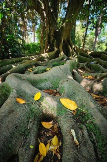Exotic tree Australian banyan
