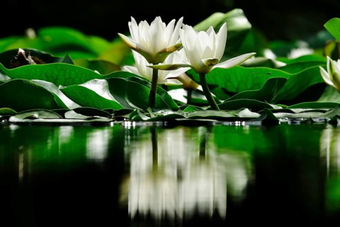Picturesque white water lilies