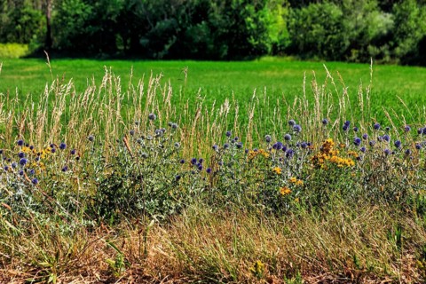 Ball thistles and grasses at the edge of the field