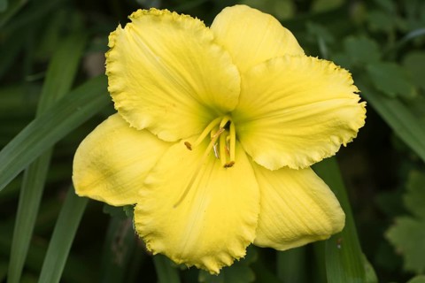 Daylily