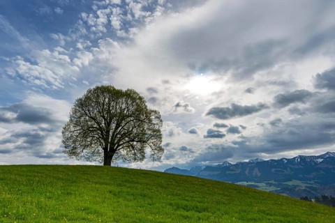 Peace lime tree