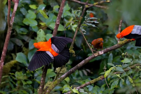 Male and female Andean cock-of-the-rock