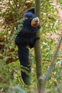 White-faced saki