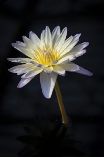 Waterlily in Kew Gardens