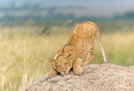 Young lion