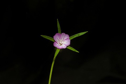 Common corncockle
