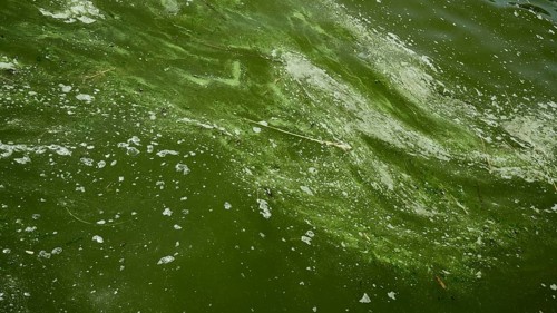 In Black Sea Blue-green algae blooms