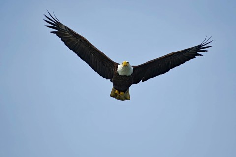 Adult bald eagle in flight