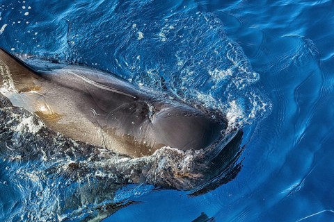 Pilot whale