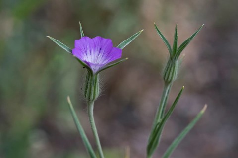 Common corncockle