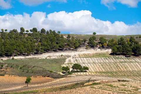 Wine landscape in the Ribera del Duero appellation of origin area in the province of Valladolid in Spain