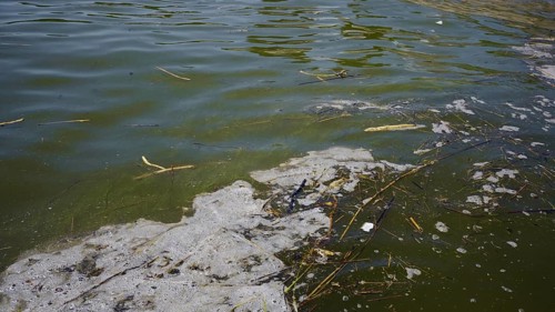 In Black Sea Blue-green algae blooms