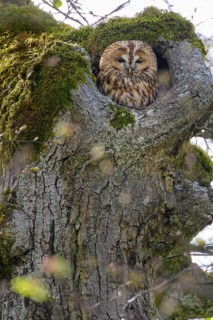 Tawny Owl